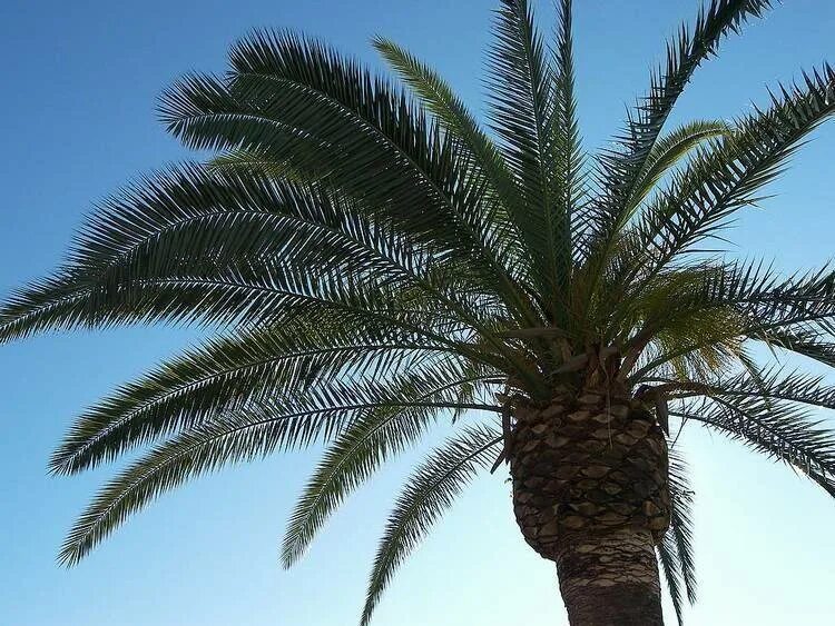 Arecaceae. Представители пальмовых. Дерево из семейства пальмовых. Пальма комнатная Родина.