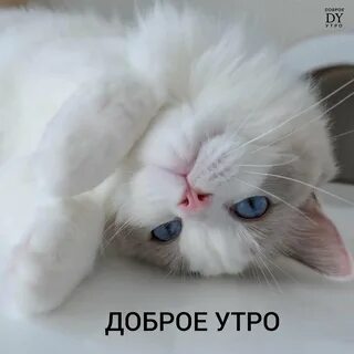 Доброе утро 2023 года картинки