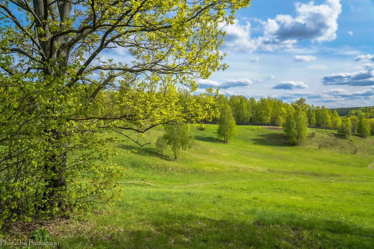 Чубушник. Липа дерево ветка. Зеленеет березняк майским. Зеленый май. Черемуха дерево.