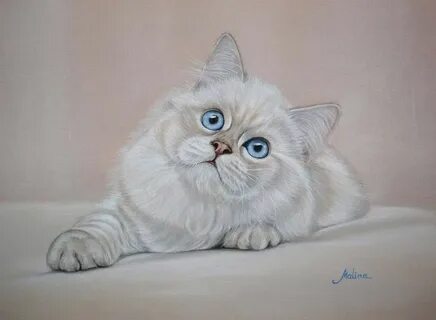 Белый кот рисовать