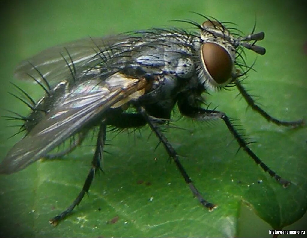 Отряд Двукрылые. Двукрылые насекомые комар. Двукрылые(Diptera). Отряд насекомых Двукрылые представители. Отряд двукрылые мухи