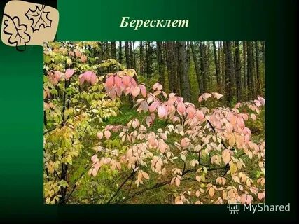 Кустами 2 разбор