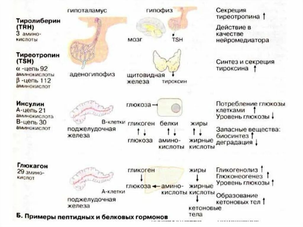 Установите соответствие между железами и группой желез. Железы внутренней и смешанной секреции таблица. Гормоны и железы внешней, внутренней и смешанной секреции. Таблица по железам внутренней и внешней секреции. Железы внутренней и внешней секреции таблица 8 класс.