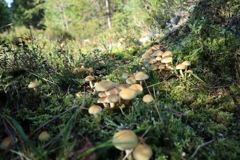 Грибное ленинградская область