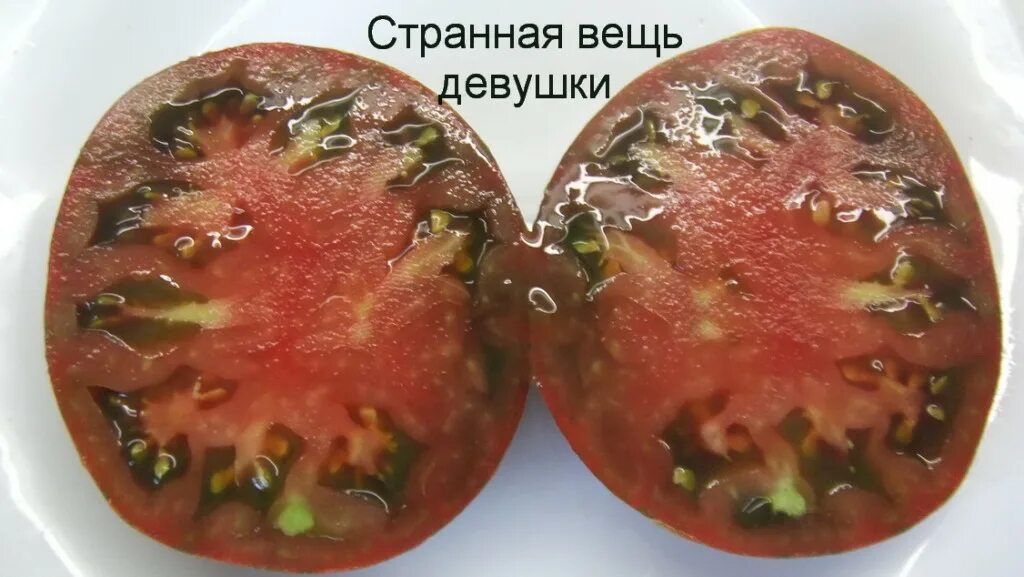 сарт ролуаз томат. томат странная вещь девочкиной девочки. томат странная вещь девочкиной девочки. томат странная вещь девочкиной девочки. томат сорт странная вещь девочки.