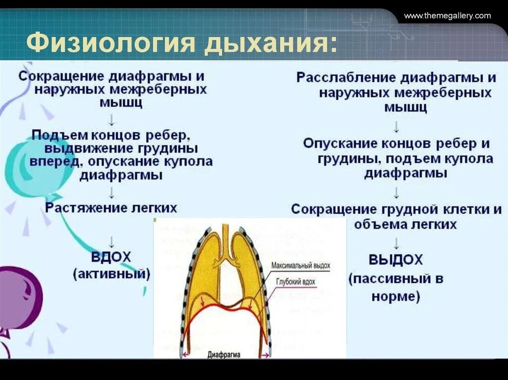 Как называется процесс дыхания человека. Физиология дыхания. Физиологические этапы дыхания. Система дыхания физиология. Дыхание это физиологический процесс.