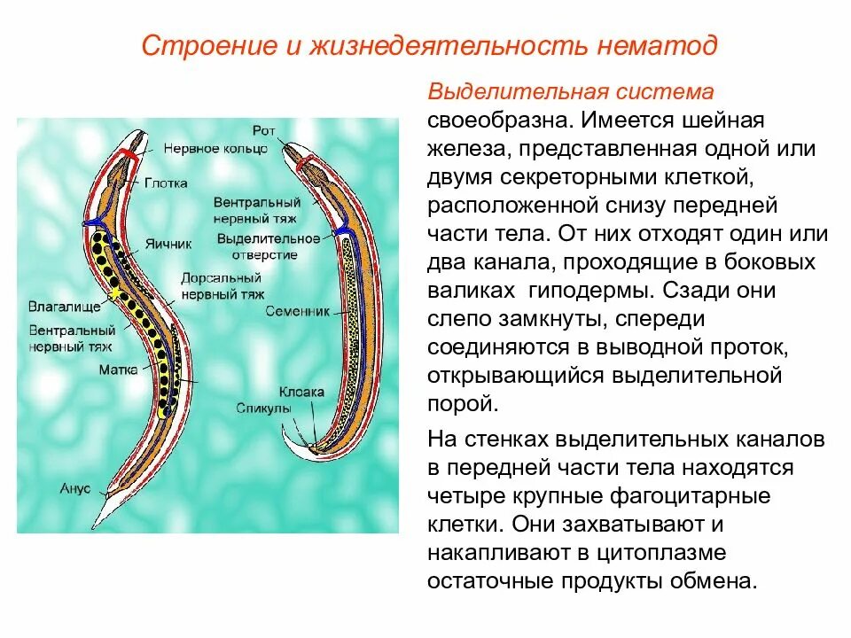 Органы выделения круглых червей 7 класс. Выделительная система круглых червей схема. Выделительная система круглых червей схема. Выделительная система нематод схема. Выделительная система круглых червей.