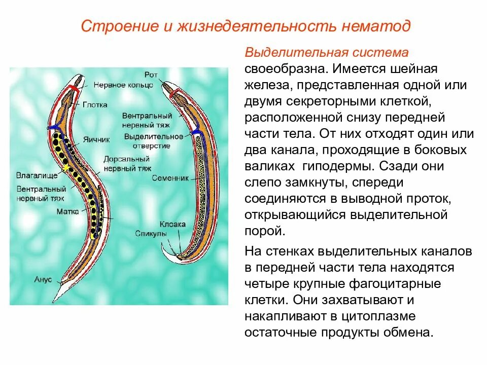 Черви покрыты кутикулой. Тип выделительной системы круглых червей. Выделительная система круглых червей нематоды. Выделительная система нематод схема. Выделительная система круглых червей.