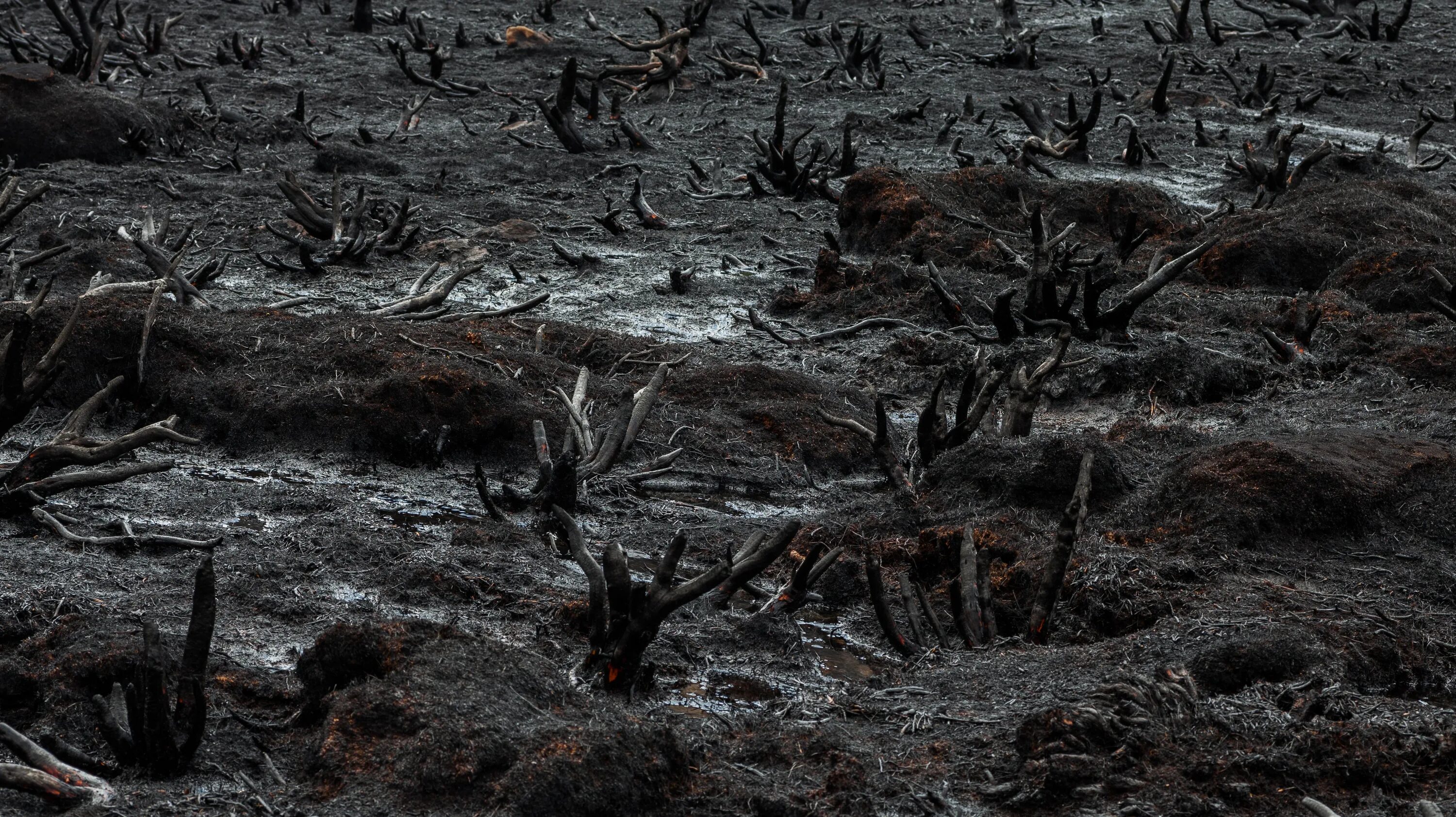 Выжженная земля после пожара. Лес после пожара. Почва после пожара. Выжженная земля после войны. Гибнущие земли