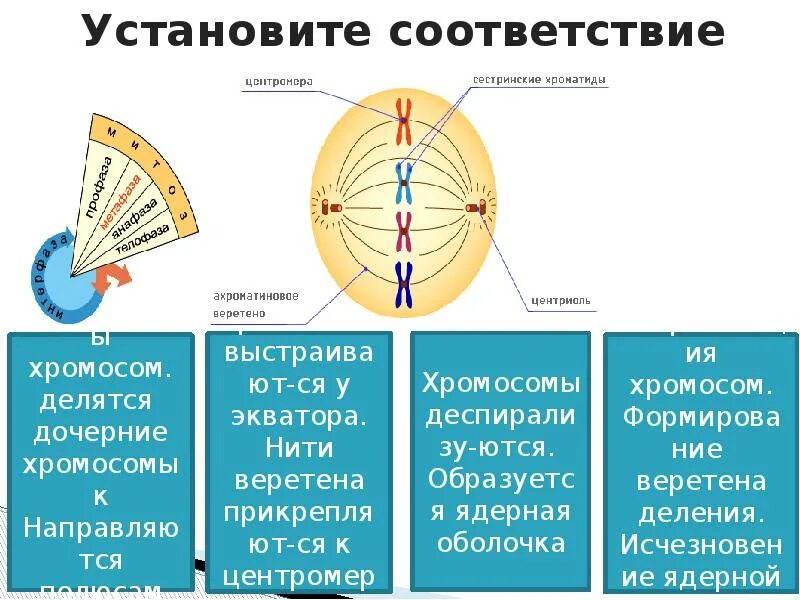 Формирование нитей веретена деления. Формирование веретена деления клетки. Исчезновение нити Ветерена деления. Деление веретена деления.