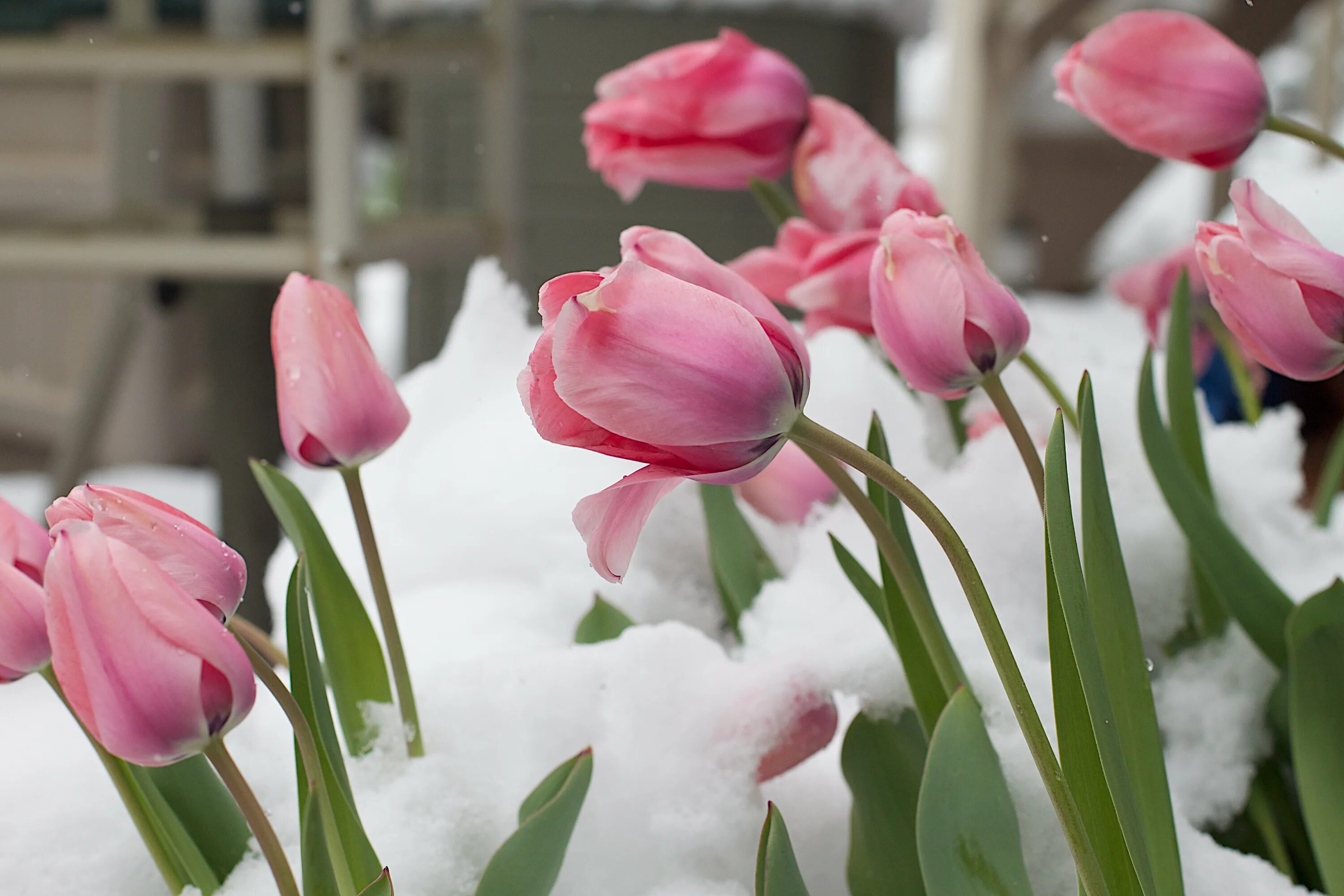 Март фото. Tulipa Pink snowy. Тюльпаны зимой. Тюльпаны в снегу. Мартовские цветы.