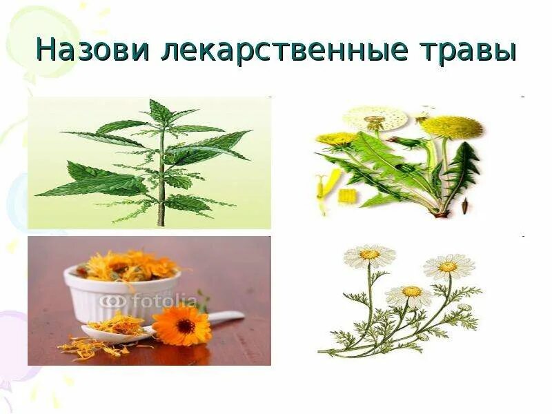 Лечебные травы 2 класс