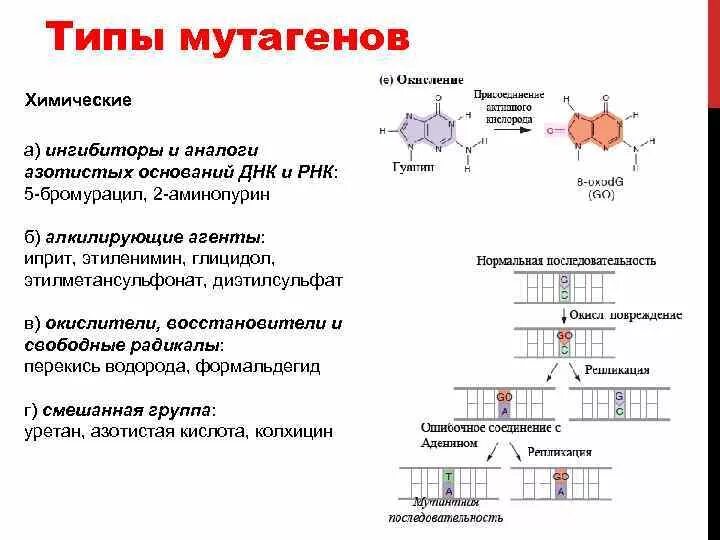 Мутации днк и рнк. Механизм воздействия химических мутагенов. аналоги азотистых оснований химические мутагены. физические мутагены механизм мутагенного действия. химические мутации механизм действия.