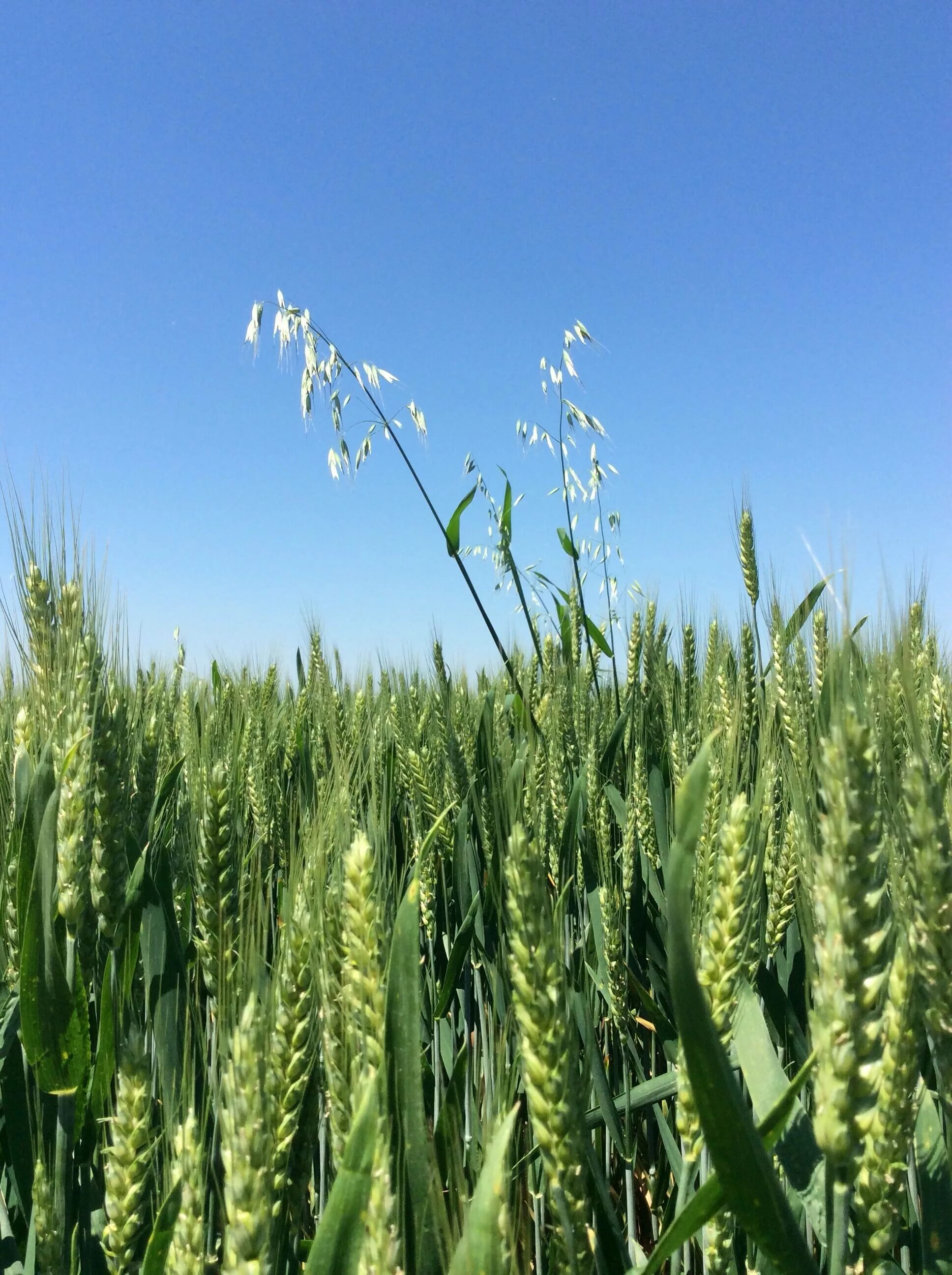 Wheat Sky Field - Free photo on Pixabay Summer landscape, Sky, Field
