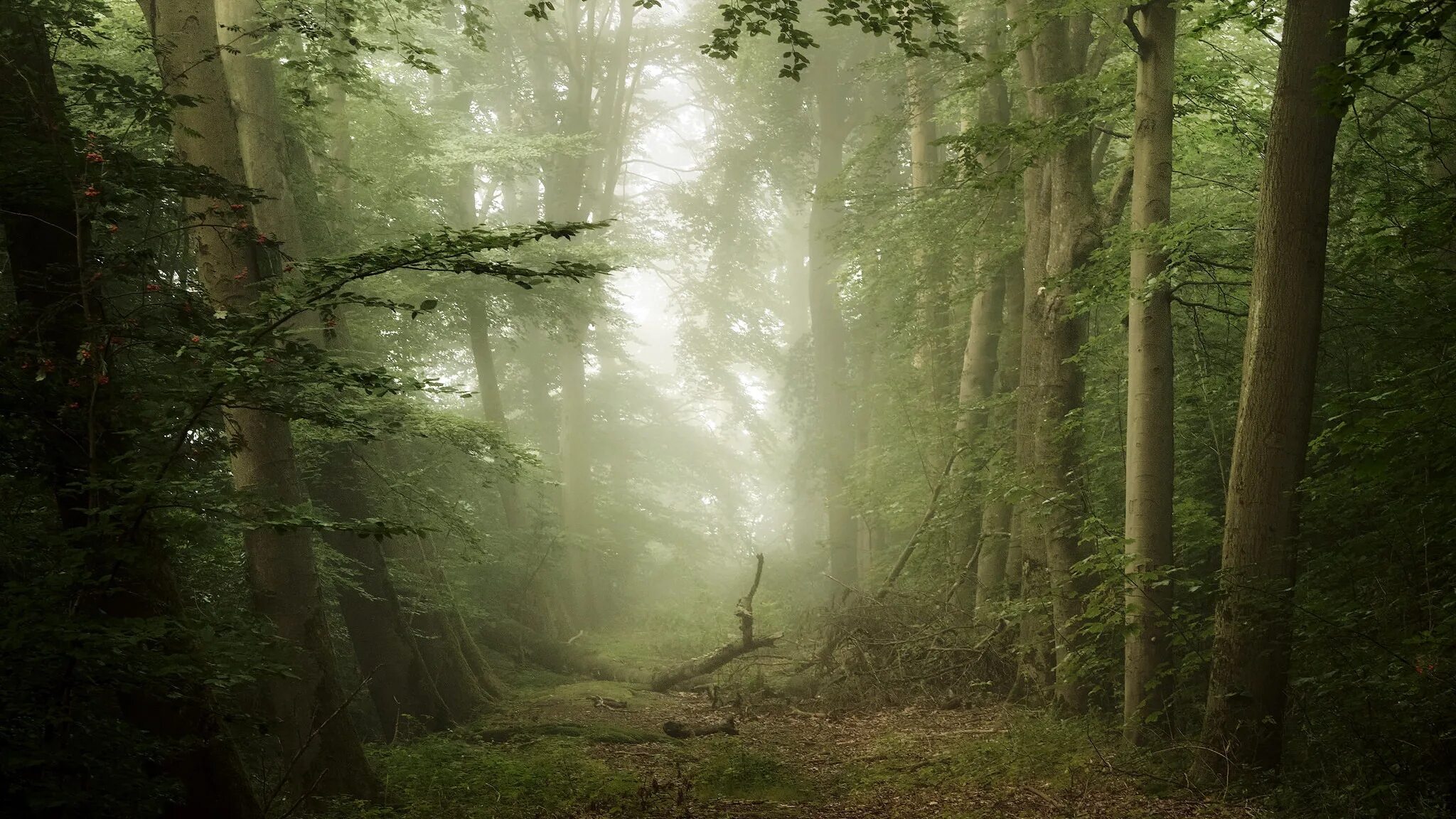 Лес туман лето. Имперский лес. Обои лес в тумане. Фон для рабочего стола лес туман. Обои на рабочий стол лес в тумане.