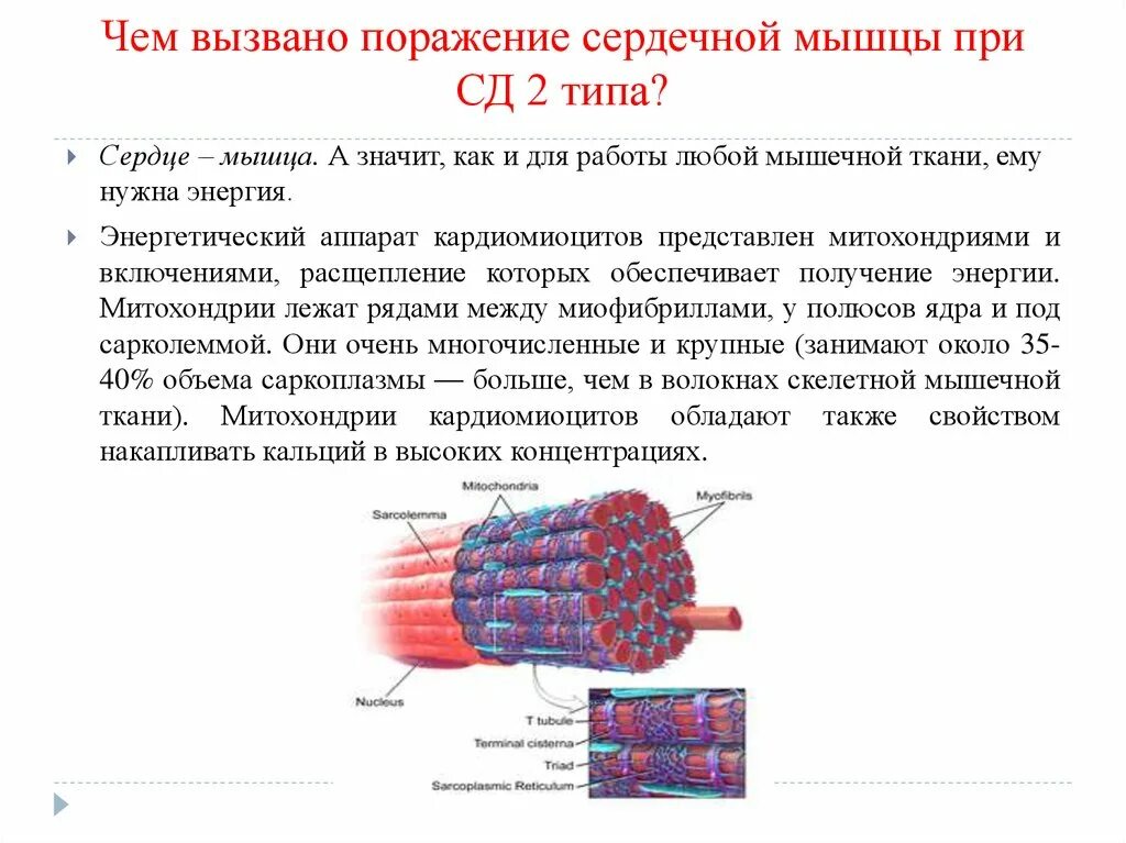 Заболевания мышечной ткани. Поражение мышечной ткани. Миоциты это клетки. Повреждение мышечных волокон. Сократимость мышечной ткани.