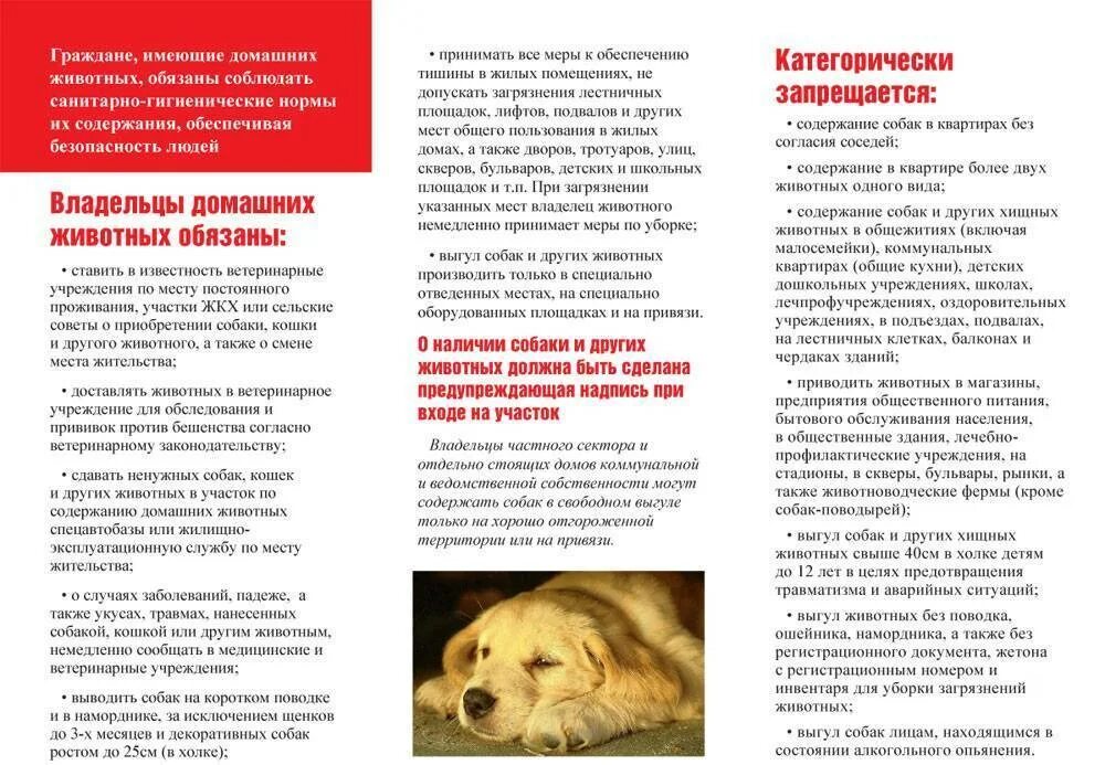 Ненадлежащее содержание собак. Памятка для владельцев собак. памятка по обращению с домашними животными. памятка для владельцев животных.