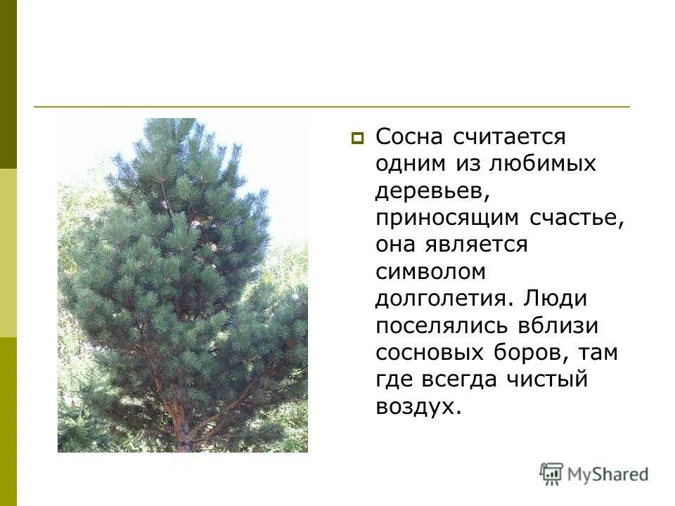 Какие деревья являются символом. Голосеменные растения Краснодарского края. Тис голосеменное растение. Липа голосеменное растение. Кедр символ чего.