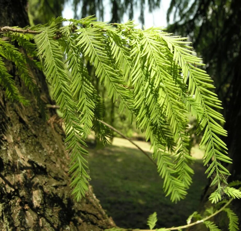 таксодий обыкновенный. таксодиум болотный. таксодиум двурядный. таксодиум двурядный. дерево таксодиум.