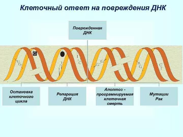 Генетическим повреждением. Механизмы повреждения структуры ДНК. Типы структурных повреждений ДНК. Схема радиационного повреждения ДНК. Повреждение и репарация ДНК.