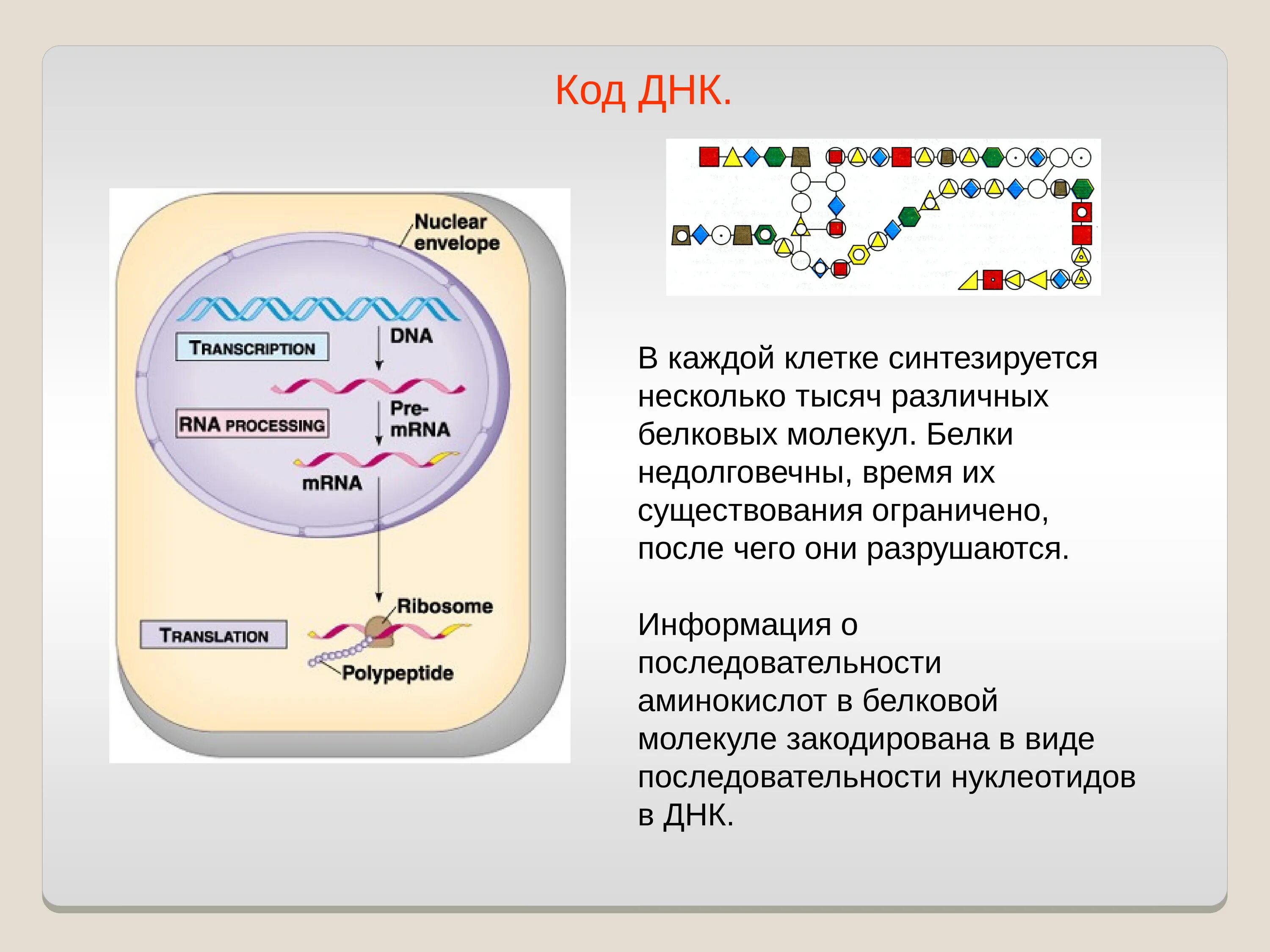 Днк находится в каждой клетке. Кодовая система ДНК схема. Аминокислоты ДНК. Транскрипция ДНК В аминокислоты.