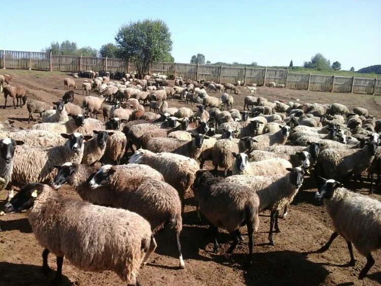 Буубэй порода овец. Монгольские бараны. Монгольская порода овец. Монгольская порода баран. Купить овец омск