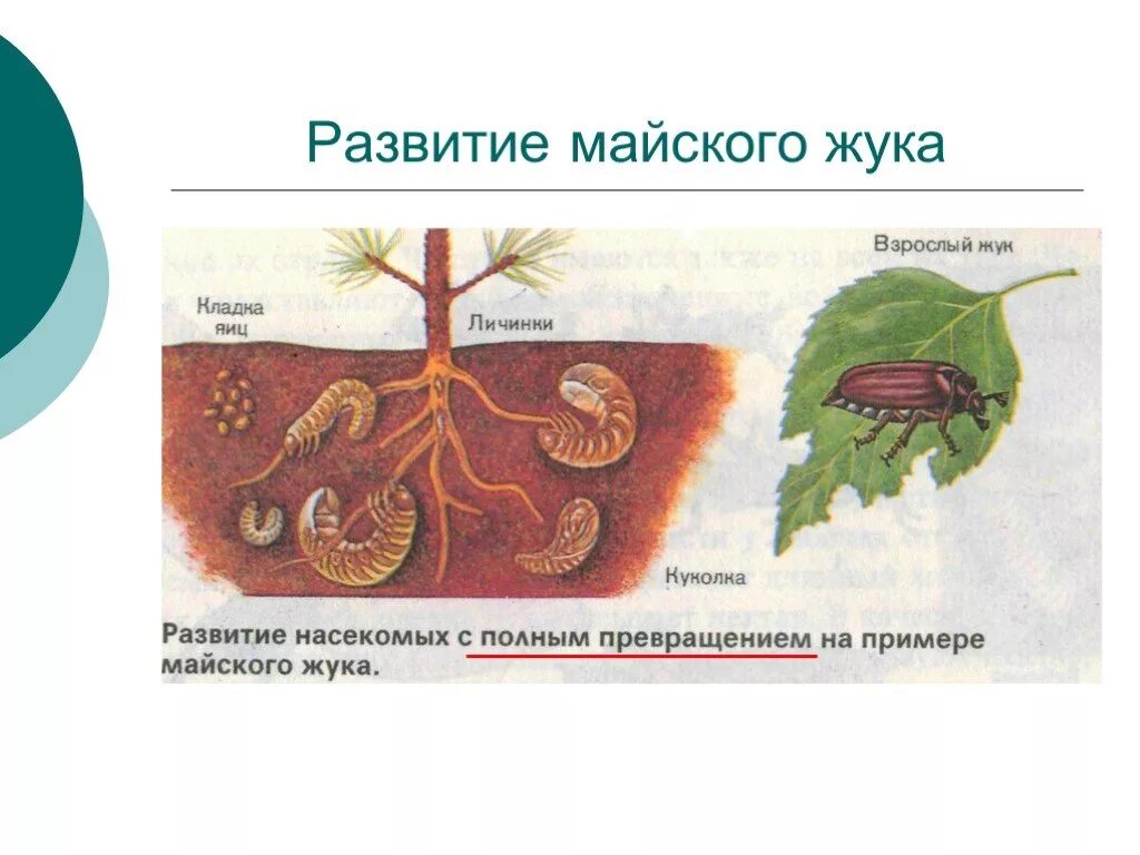 Для жука характерно развитие. Цикл развития майского жука схема. Стадии развития майского жука. Майский хрущ стадии развития. Цикл развития майского жука.