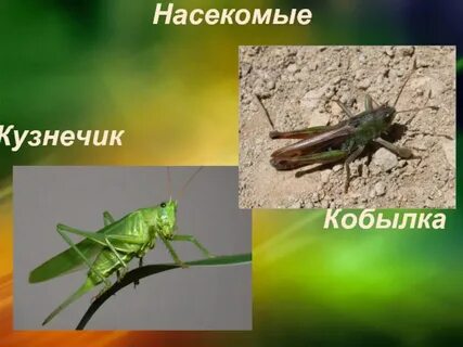 Кобылка в степи