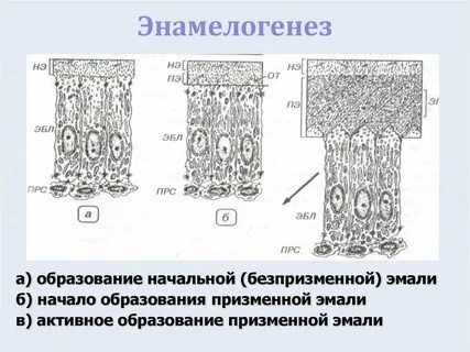 Образование эмали