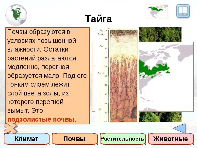 Почвы тайги и их свойства. Почвы тайги. Тайга климат почва. Почвы зоны тайги. Типичные почвы тайги.