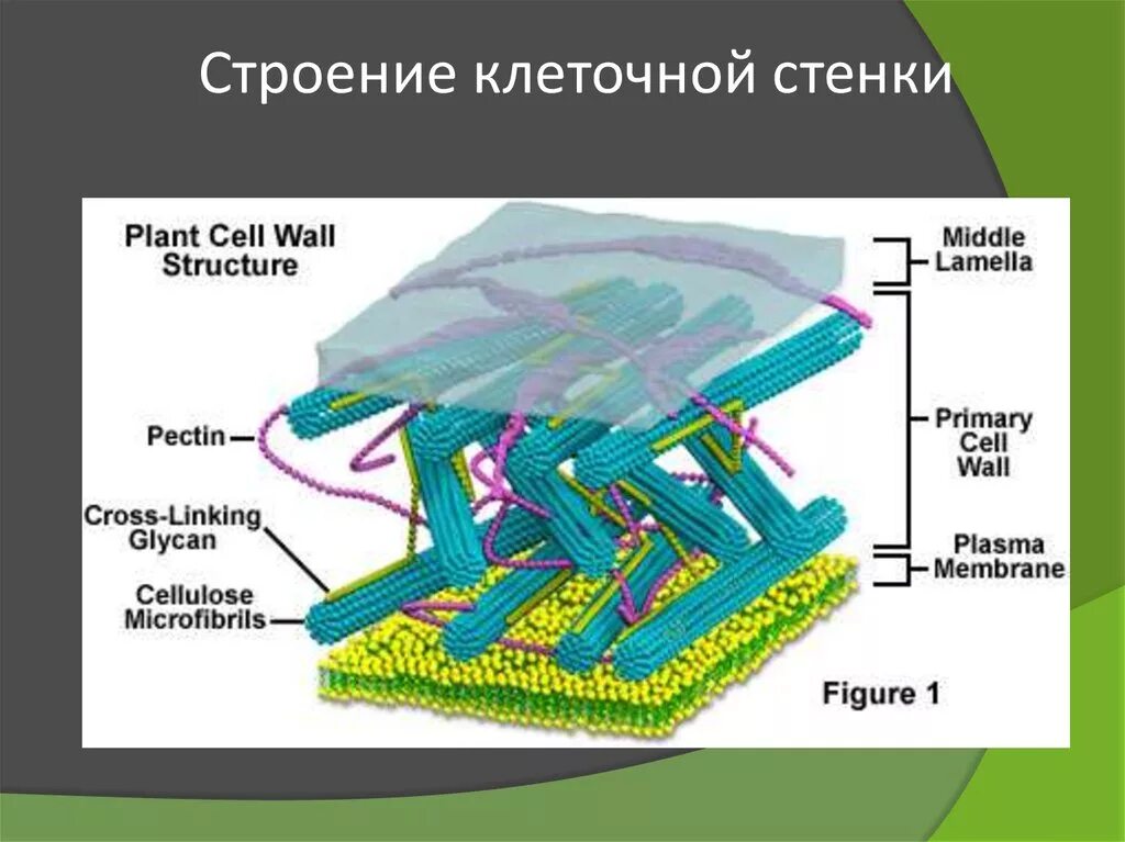 Клеточная стенка 5 класс. Клеточная стенка. Клеточный. Строение клеточной стенки. Клеточная стенка растительной клетки.