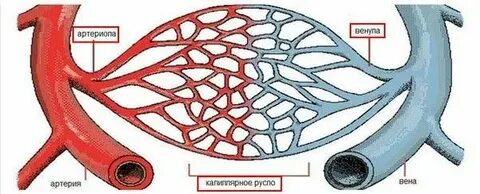 Артерия артериола капилляр