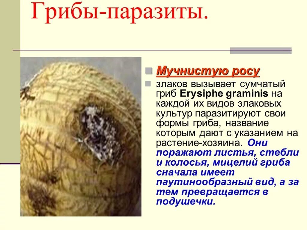 Сообщение на тему грибы паразиты растений. 6.грибы-паразиты. грибы паразиты. паразитические грибы виды. растения пораженные грибами паразитами.