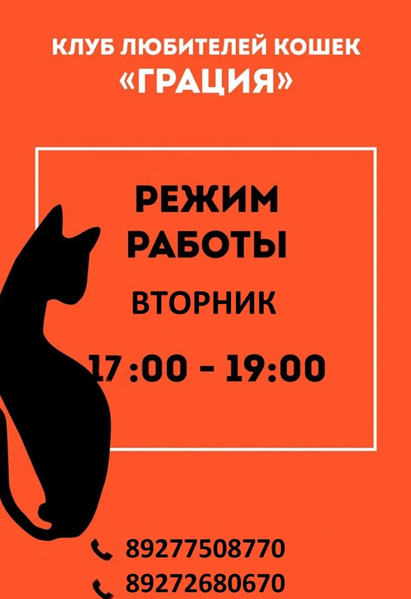 Что значит грация кошки. Клк грация г тольятти. клуб грация г тольятти кошки. грация екатеринбург клуб любителей кошек официальный.