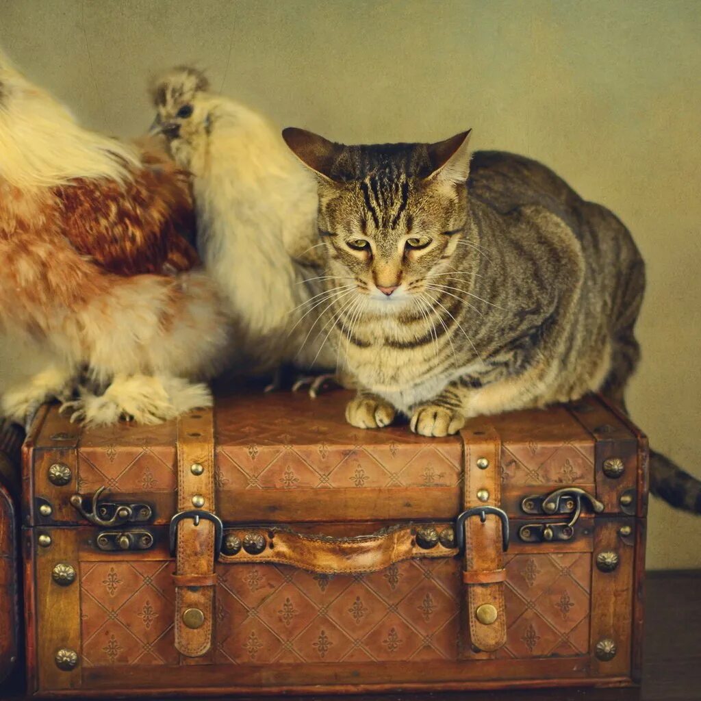 Cat styled