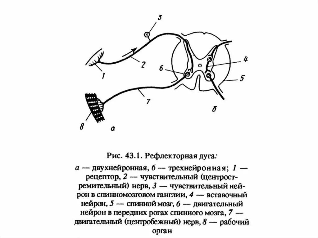 Изобразить схему рефлекторной дуги. Схема трехнейронной рефлекторной дуги. Строение рефлекторной дуги анатомия. Двуххнейронная рефлекторное дуга. Звенья рефлекторной дуги схема.