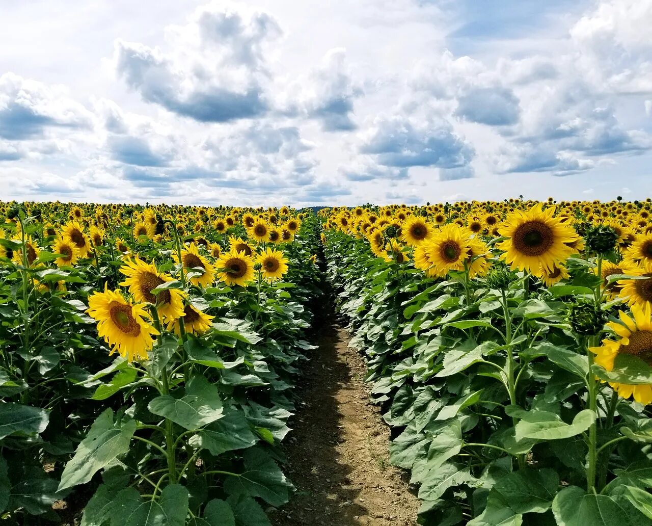 Масличные поля