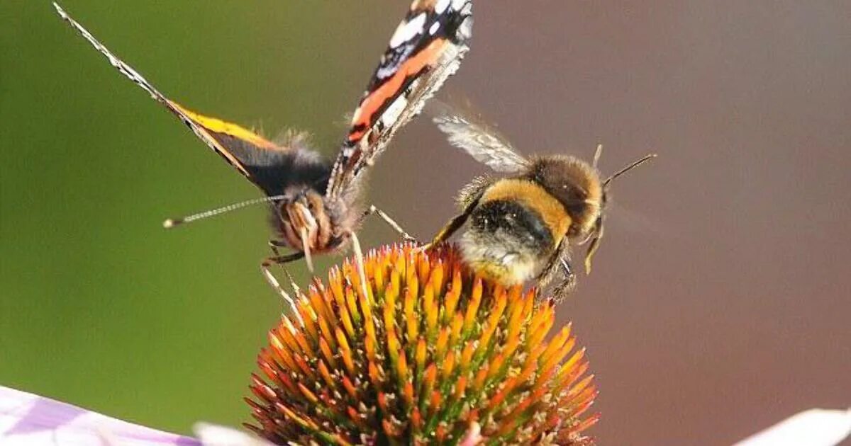 Цветет ива вокруг нее летают шмели порхают. Бабочка пчела. Бабочка Шмель. Бабочка опыляет цветок. Бабочки и пчелы на цветах.