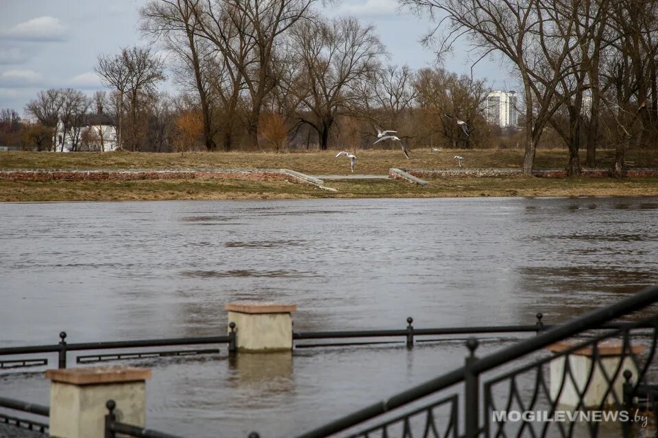 Уровень воды в реке днепр в лоеве. Разлив Днепра в Могилеве 2023. Могилев река Днепр. Река Днепр разлив. Могилев разлив Днепра.