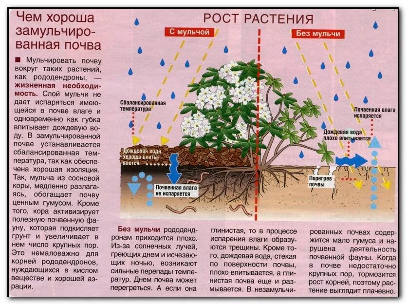 Грунт для камелии. Удержание влаги в почве. Препараты для удержания влаги в почве. Проникновение воды в почву. Сохраняет влагу в почве.