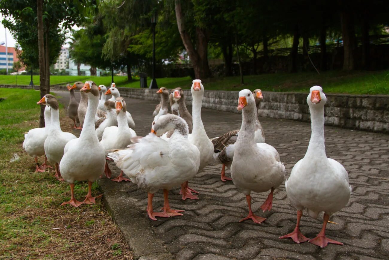 Гуси 3 месяца. Сколько стоит гусь 2 месяца. Сколько стоит гусь. Сколько сейчас стоит гусь. Домик для гусей.