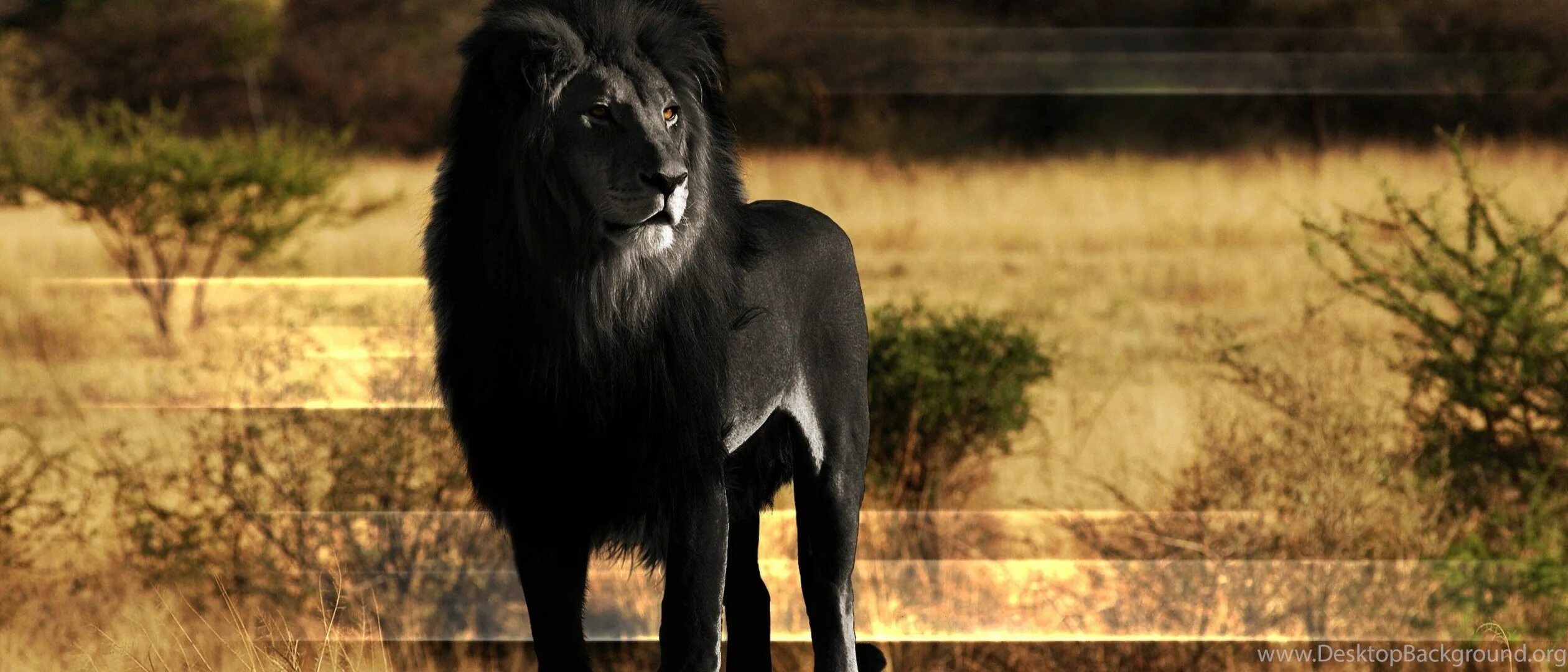 Что означает черный лев. Черный Лев. Черный Лев в природе. Лев с черной гривой. Лев с черной гривой в природе.