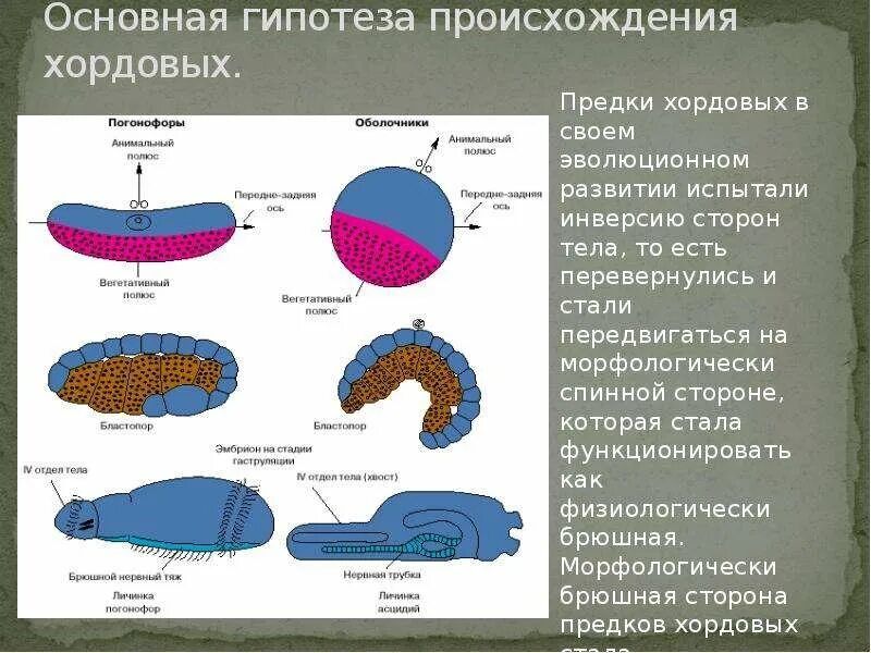 Почему появление хордовых является важнейшим этапом эволюции. Гипотезы происхождения хордовых. предки хордовых. возникновение хордовых животных. хордовые происхождение.
