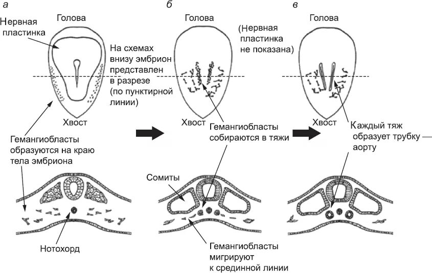 Миграция клеток в онтогенезе. Зародыш схема на стадии сомитов. Миграция клеток в эмбриогенезе. Речевой онтогенез схема. Онтогенез книги