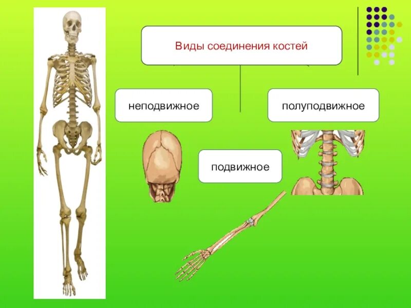Состав и строение костей 8 класс. Состав и соединение костей. Состав и соединение костей 8 класс. Подвижные полуподвижные и неподвижные кости человека.
