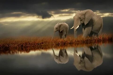 Alone with wildlife