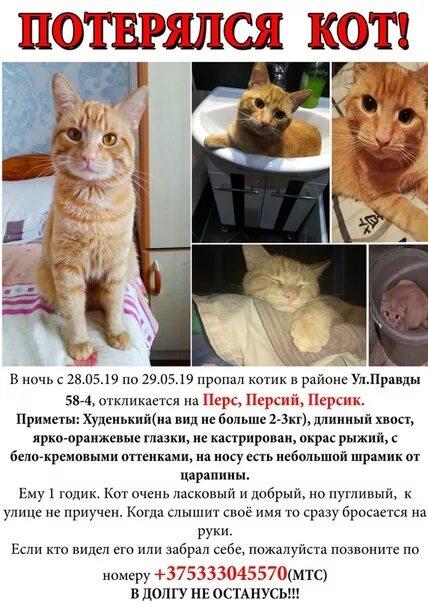 Год кота приметы. Персиковый котик приметы. рыжий кот пропал примета. персиковый цвет кошки приметы. бело рыжий котенок приметы.