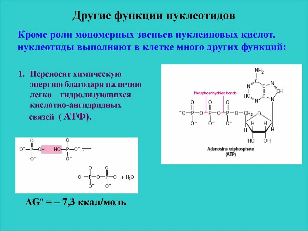 Строение и биологическая роль нуклеиновых кислот биохимия. Нуклеотиды: строение, номенклатура, функция.. Функции нуклеотидов биохимия. Структура нуклеотидов биохимия.