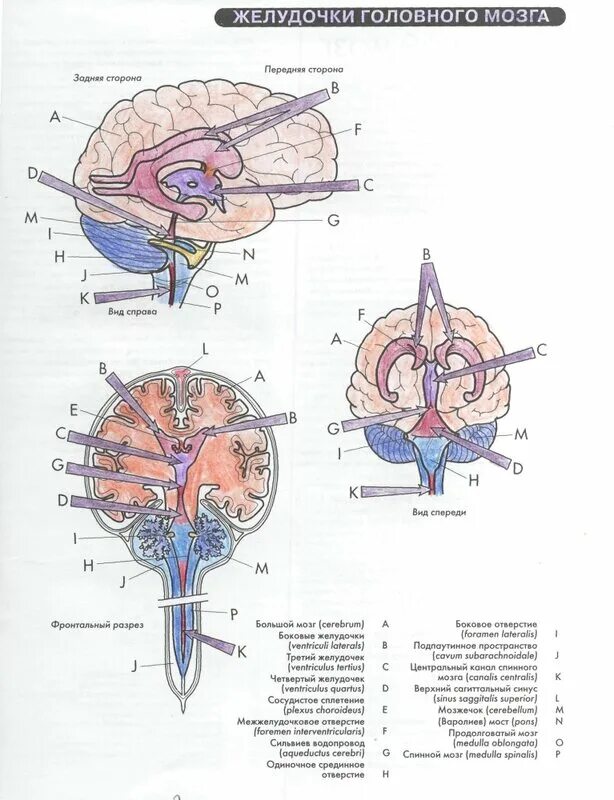 Правый желудочек головного. Схема строения желудочков мозга. 4 Желудочек головного мозга строение. Третий желудочек головного мозга анатомия. Четвёртый желудочек головного мозга стенки.