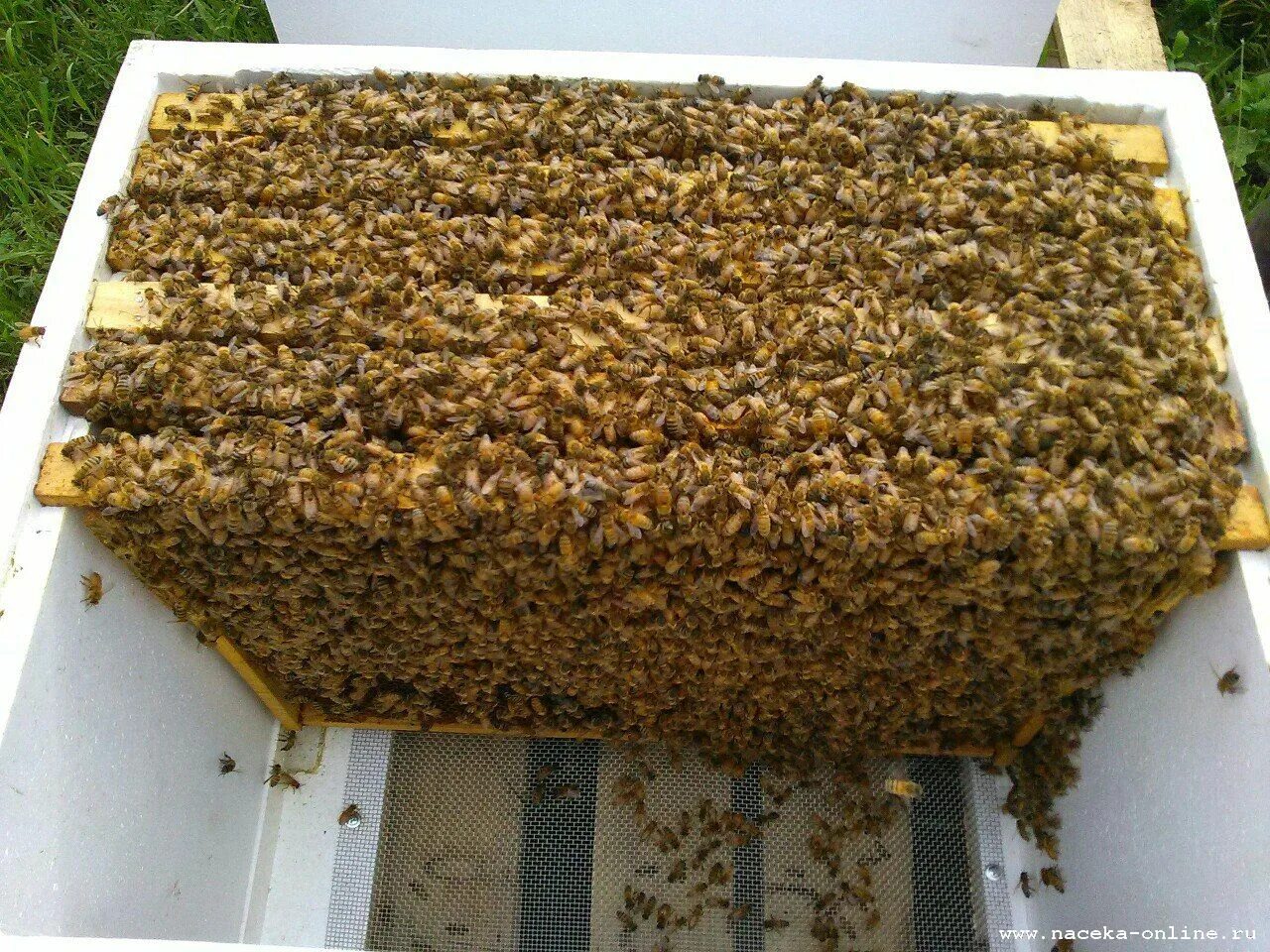 Купить пчелопакеты в воронежской области. Пчелопакеты Бакфаст. Пчелопакеты украинской Степной пчелы. Пчелиный пакет. Бессотовый пчелопакет.